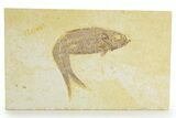 Detailed Fossil Fish (Knightia) - Wyoming #363780-1